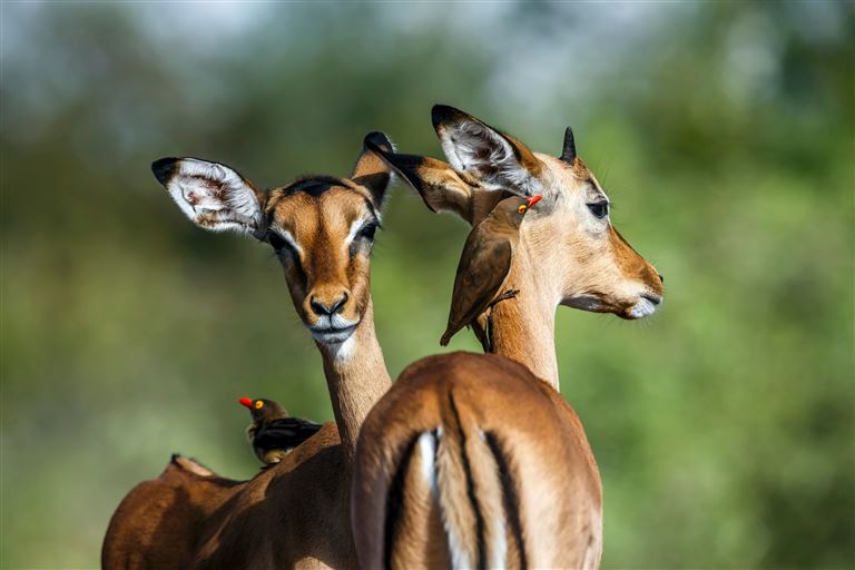Mpumalanga - Im Reich der wilden Tiere ©PACO COMO/adobestock